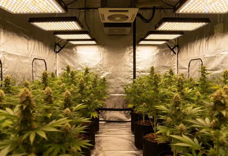 Producción de White Widow en sala de cultivo profesional.
