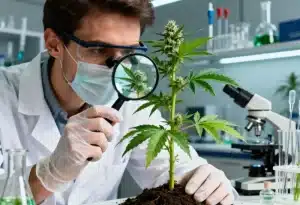 Semillas resistentes al frío con genética avanzada