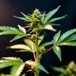 Silver Surfer Haze: híbrido sativa