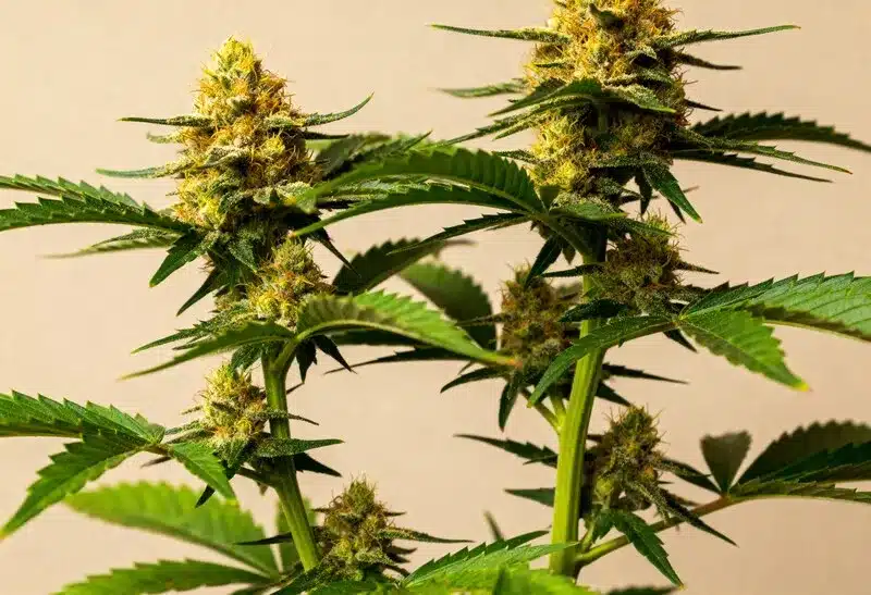 Silver Surfer Haze combina potencia y aroma cítrico. Produce cogollos dorados y densos, ideales para quienes buscan energía y creatividad.