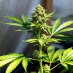 Planta joven de Sour Diesel en etapa de crecimiento temprano.