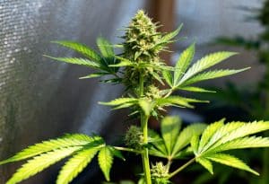 Planta joven de Sour Diesel en etapa de crecimiento temprano.