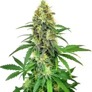 Planta de cannabis AK47 F1 con cogollos compactos y resinosos.