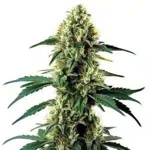 Cogollo de cannabis Aurora Indica Auto con tricomas abundantes.