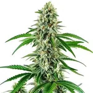 Cogollo de cannabis Big White Widow Auto con tricomas abundantes,