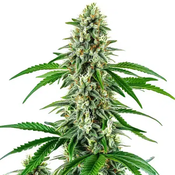 Big White Widow Auto