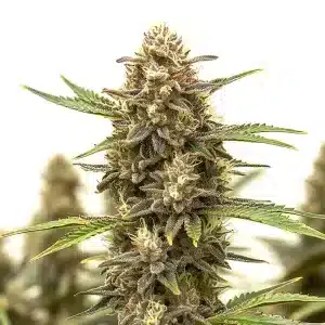Cogollo de cannabis Black Widow Auto con tonos verdes y púrpura, tricomas visibles y hojas alargadas.