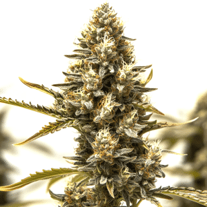 Cogollo de cannabis Blue Mazar Auto con tricomas abundantes, pistilos claros y hojas alargadas.