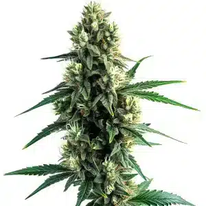 Cogollo de cannabis Blue OG Auto con tricomas visibles, pistilos claros y hojas verdes alargadas.