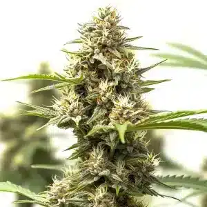 California Indica x GG Auto: Cogollo resinoso y estructura compacta.