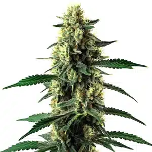 Cogollo de cannabis Candy Cane Mango Auto con tricomas visibles, pistilos claros y hojas verdes.