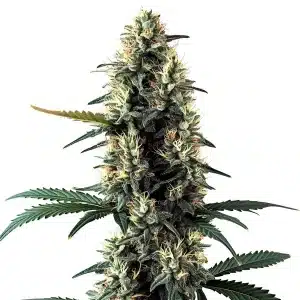 Cogollo de cannabis Chocolope Auto con tricomas densos, pistilos claros y hojas verdes.