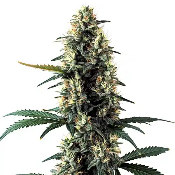 Chocolope Auto