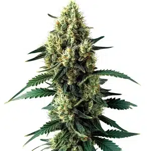 Cogollo de cannabis Citronella Sunrize Auto con flor central densa, tricomas blancos y hojas verdes oscuras en fase de maduración.