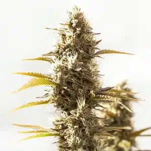Cogollo de Cookies x GG Auto con tricomas densos, tonos marrón-ámbar y hojas finas amarillentas en plena maduración.