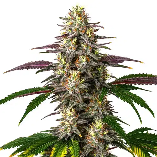 Gelato X Purple Punch Auto