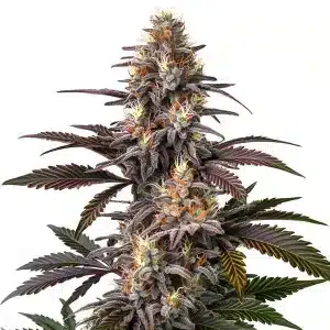 Cogollo de Glue Gelato Auto con tonos púrpura, tricomas densos y pistilos crema sobre hojas verdes oscuras.
