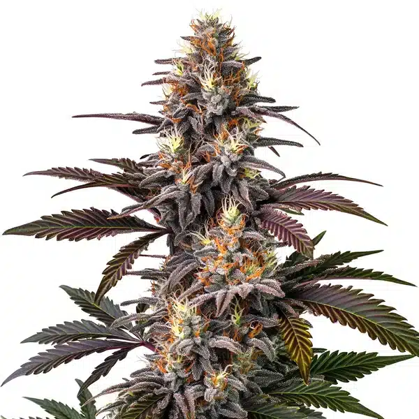 Glue Gelato Auto