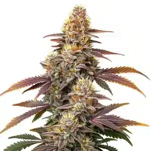 Cogollo de Gorilla x Zookies Auto con tricomas densos y hojas púrpuras en floración avanzada.