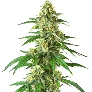 Planta de Master Kush Auto con cogollos densos en plena floración.