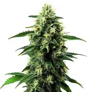 Planta de NL5 x Haze Auto con cola central alargada, cogollos resinosos y pistilos en floración.