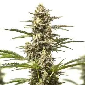 Flor de cannabis Purple Skunk Auto con cogollo central compacto, tricomas abundantes y estructura autofloreciente.