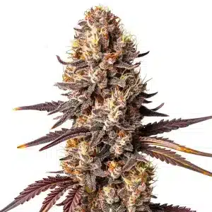 Shiskaberry x Gorilla Auto con cola central densa, cogollos resinosos y abundantes tricomas en floración.