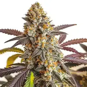 Cogollo de cannabis Strawberry Haze Auto con estructura alargada y alta producción de resin.