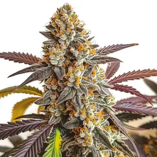 Strawberry Haze Auto