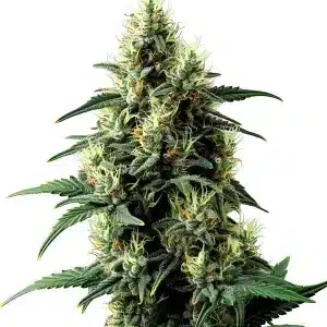 Tangerine Dream Auto planta de cannabis autofloreciente con estructura sativa en floración.