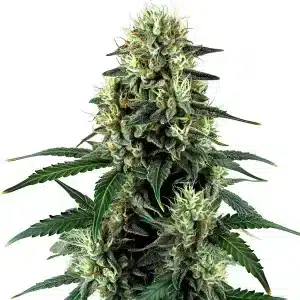 Triangle Kush Auto planta de cannabis autofloreciente con cogollo central denso y muy resinoso en floración.