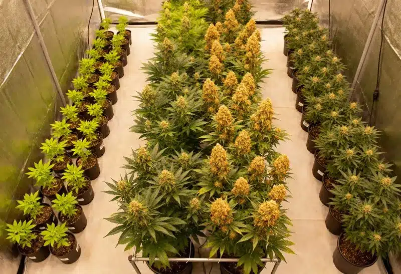 Acapulco Gold Auto produce cogollos dorados y compactos bajo LED. Ideal para interior, combina rapidez, potencia y un dulce sabor tropical.
