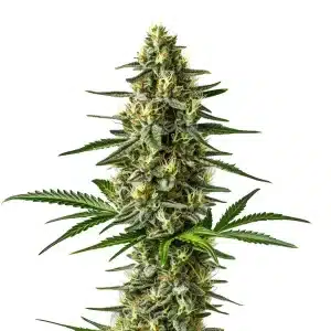 Planta de cannabis Afghan con cogollos densos y resinosos.