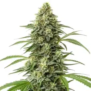 Planta de cannabis Amnesia Regular con cogollos densos y resinosos.