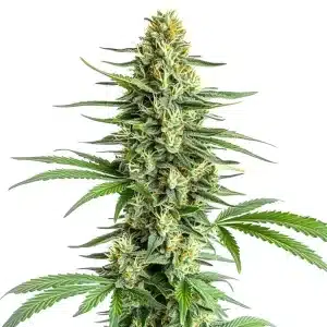 Planta de cannabis Big Bud Regular con cogollos grandes y cubiertos de resina.