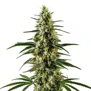 Planta de cannabis C99 x Early Skunk con cogollos compactos, resinosos.