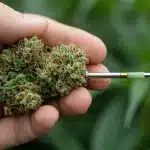 Cogollo Kush Mints Regular con abundantes tricomas y aroma mentolado.