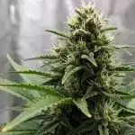 Cogollo en floración y su papel en las variedades estabilizadas en el cannabis.