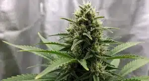 Cogollo en floración y su papel en las variedades estabilizadas en el cannabis.