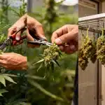 Cosecha de GG x Grapefruit Regular con flores resinosas.
