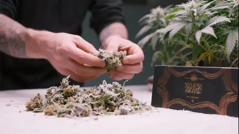 Flores de Jealousy F1 recién cosechadas y manicuradas, mostrando una abundante capa de resina brillante. Esta variedad F1 ofrece rendimientos elevados, potencia intensa y calidad premium en cada cultivo.