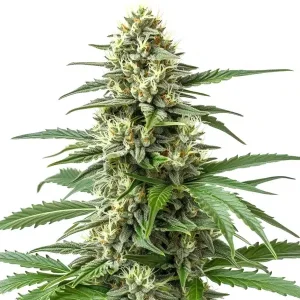 Cogollo de Critical 47 F1 con abundantes pistilos blancos y resina, rodeado de hojas verdes y estructura compacta.