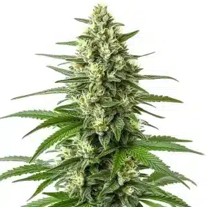 Cogollo de Critical F1 grande y resinoso, con pistilos blancos y una estructura compacta y densa.