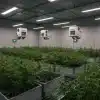 Sistemas automatizados e inteligencia artificial en el cultivo de cannabis.