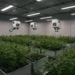 Sistemas automatizados e inteligencia artificial en el cultivo de cannabis.
