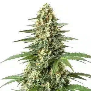 Planta de cannabis Durban Poison Regular con cogollo alargado y muy resinoso.