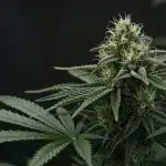 Autoflorecientes diésel exteriores con gran aroma y potencia.