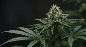 Autoflorecientes diésel exteriores con gran aroma y potencia.