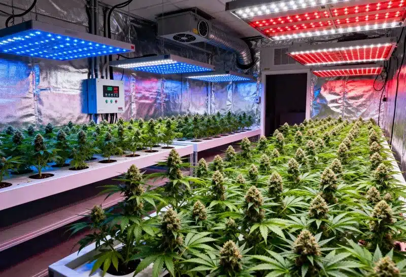 En interior, Gorilla Grapefruit produce flores compactas y aromáticas, con altos niveles de THC y un sabor cítrico característico.
