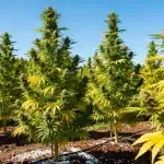 Floración madura de Gorilla Lemon Fire Regular brillante.